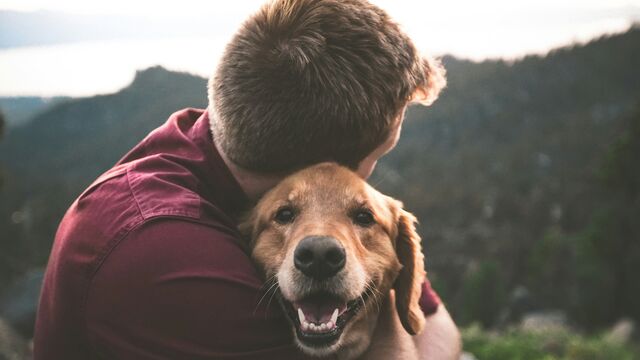 The "Fur Effect": Can Your Family Pet Actually Strengthen Your Immune System?