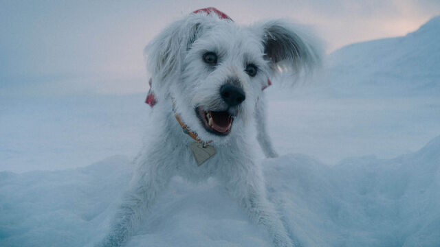 Krypto From 'Superman' Has a Real-Life Prototype (And a Real-Life Dog Actor!)