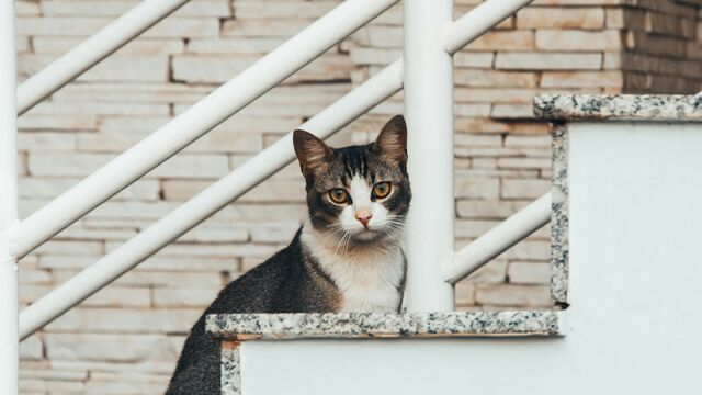 Is Your Cat Mad at You? Decoding the Silent Signals of Feline Discomfort and How to Fix It