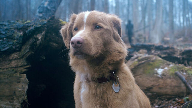 'Good Boy' Has 89% on Rotten Tomatoes, but Is It Really That Good & Worth Watching?