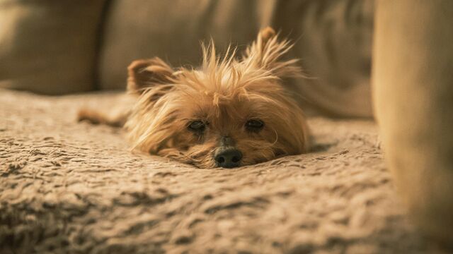 Is Your Dog Stressed? The Subtle "Coping Mechanisms" You’re Probably Missing Every Day