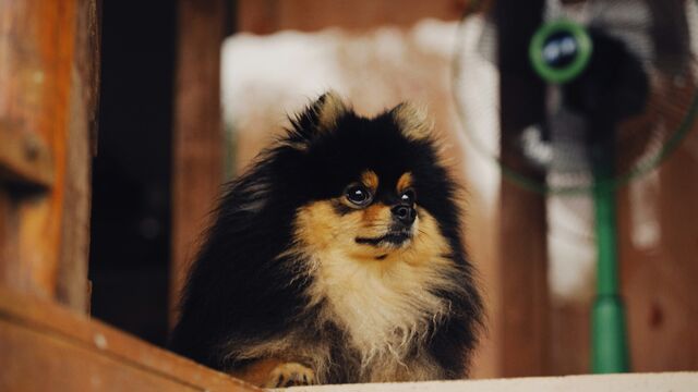 The Hidden Summer Danger: Why Your Air Conditioner Could Be Making Your Pet Sick