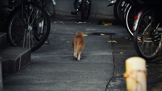 The Secret GPS: How Your Cat Actually Finds Its Way Home Across Miles of Unknown Territory