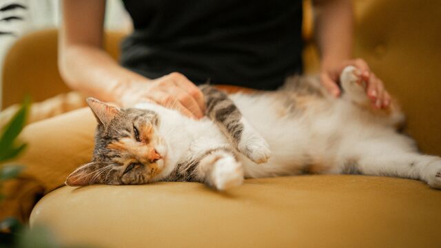 Does Your Cat Actually Trust You? 7 Secret Signs Revealed by Feline Experts