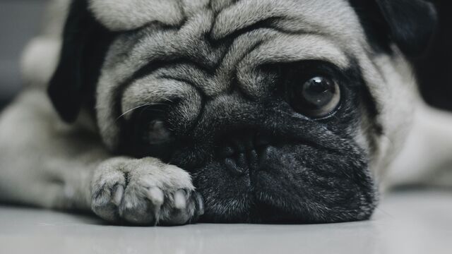 Is Your Pet Stressed? A Complete Guide to Recognizing Anxiety and How to Help Them Relax