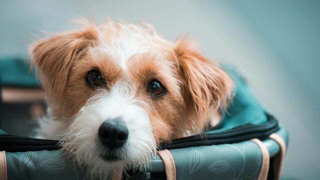 Ready for Anything: A Cynologist’s Essential Guide to Keeping Your Pet Safe in Emergencies