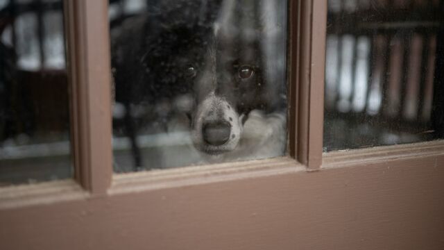 More Than a Look: 4 Reasons Why Your Dog Stares at You and What They Are Trying to Say