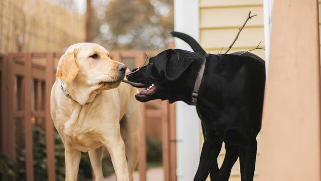 Thinking of Getting a Second Dog? These Crucial Steps Will Help Your Pets Bond Instantly