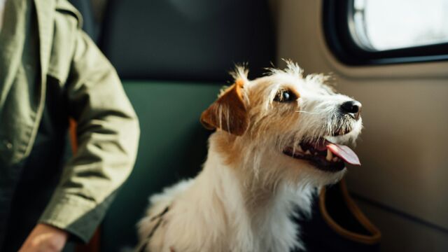Planning a Trip With Your Pet? A Vet Shares the Mistakes to Avoid
