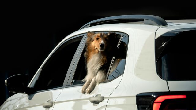 Traveling with Pets? Don't Miss These Vet-Recommended Safety Hacks for a Smooth Ride