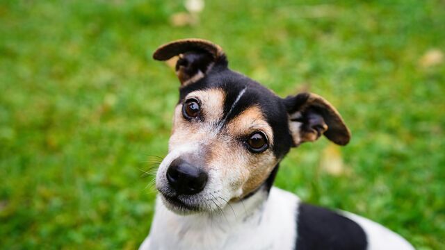 The Real Reason Dogs Tilt Their Heads, According to Canine Experts