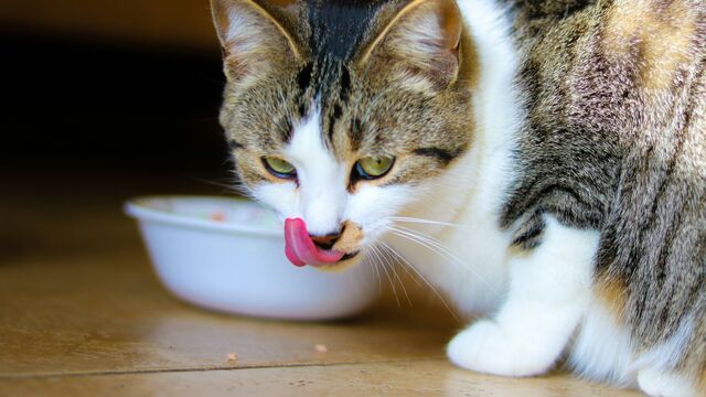 The Hunger Myth: Why Your Cat Begs for Food Even When Their Bowl Is Full