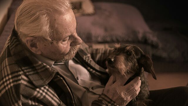 When Is a Pet Officially "Senior"? Experts Reveal the Exact Age for Dogs and Cats