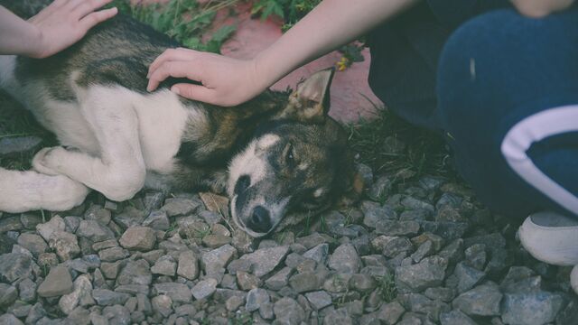 What to Do Immediately If Your Dog Gets Into a Fight, According to a Vet